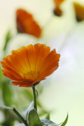 Calendula officinalis, close-up - CRF01141