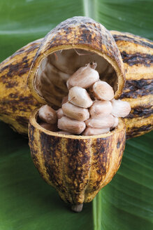 Kakaopflanze, Schale und Bohnen auf einem Blatt - 05952CS-U