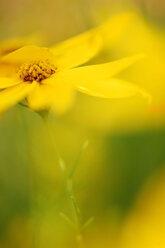 Coreopsis, Nahaufnahme - SMF00069