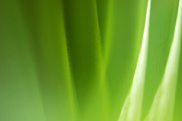 Tulip stalk, close-up - SMF00062