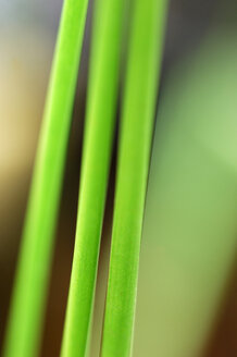 Reed, close-up - SMF00059