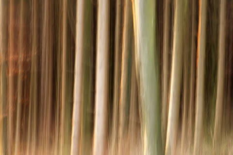 Trees in twilight stock photo