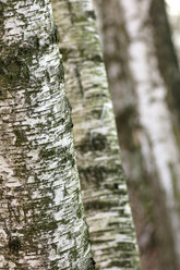 Birkenbäume, Detail - SMF00051