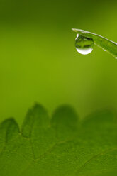 Water drop on blade of grass, close-up - SMF00044