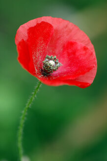 Corn poppy, close-up - SMF00043