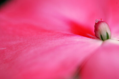 Begonia, close-up - SMF00041