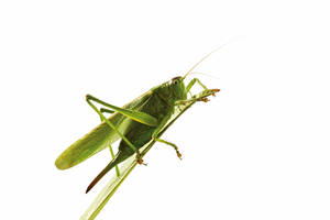Grasshopper sitting on leaf, side view - 06055CS-U