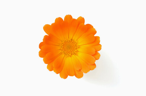 Calendula officinalis, close-up - CRF01126