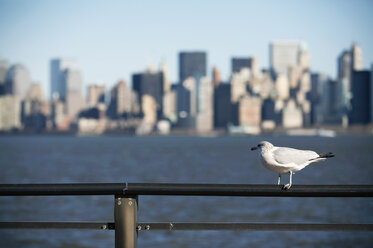 USA, New York City, Skyline - CHKF00236