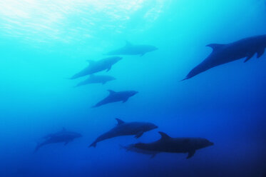 Delfine, Galapagos - MBF00682