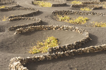 Spanien, Lanzarote, Weinbau - ABF00151