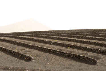 Spanien, Lanzarote, Feld mit Steinmauern - ABF00145