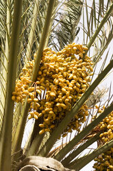 Spain, Lanzarote, date palm, close-up - ABF00143
