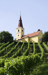 Austria, Kapfenstein, Steiermark, vineyard - WWF00264