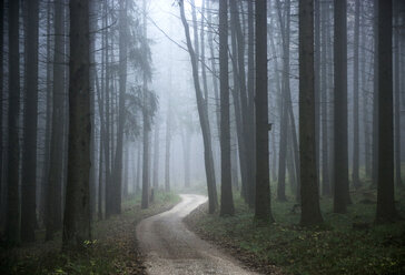 Forest track with morning mist - WWF00259