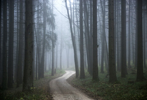 Waldweg mit Morgennebel - WWF00259