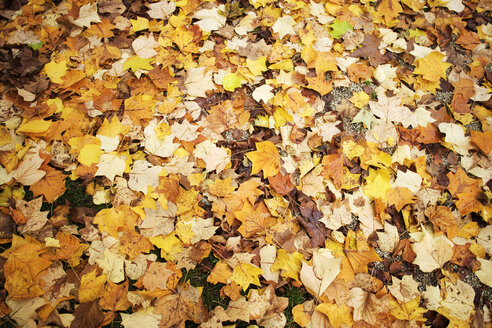 Autumnal leaves, close-up - WWF00256