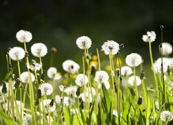 Dandelions in meadow - WWF00244
