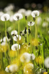 Dandelions - WWF00243