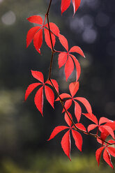 Virginia Creeper, Herbstfarben - WWF00241