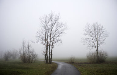 Trees in misty landscape - WWF00223
