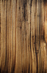 Structure of wood - WWF00221