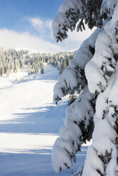 Tannenbäume in Winterlandschaft - NHF00400