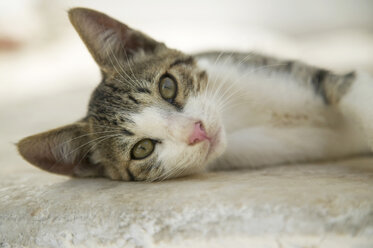 Griechenland, Naxos, Katze auf dem Boden liegend - MRF00838