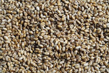 Wheat grains, close-up - 06406CS-U