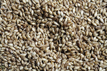 Naked barley, close-up - 06396CS-U