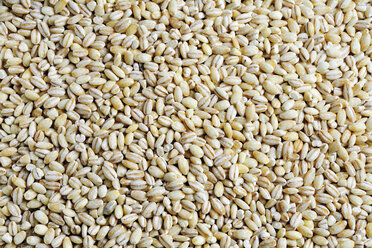 Pot barley, close-up - 06339CS-U