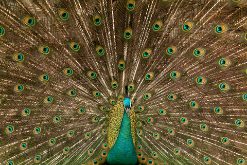 Pfau mit aufgefächertem Schwanzgefieder, Nahaufnahme, lizenzfreies Stockfoto