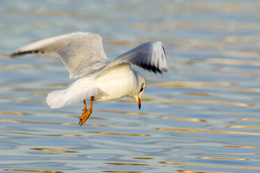 Black-headed gull, close-up - EKF00848