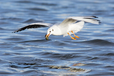 Black-headed gull, close-up - EKF00845