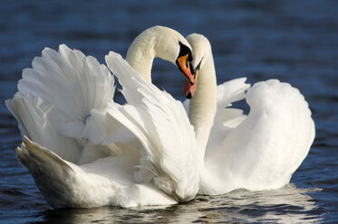 Mute swans on lake - EKF00827