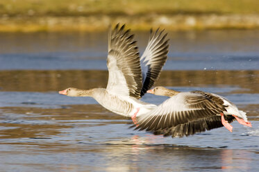 Grey geese on lake - EKF00824