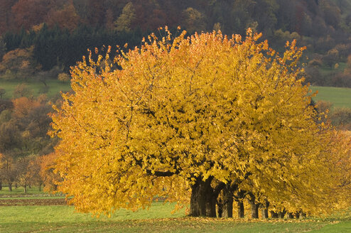 Herbstliche Kirschbäume mit gelben Blättern - EKF00813