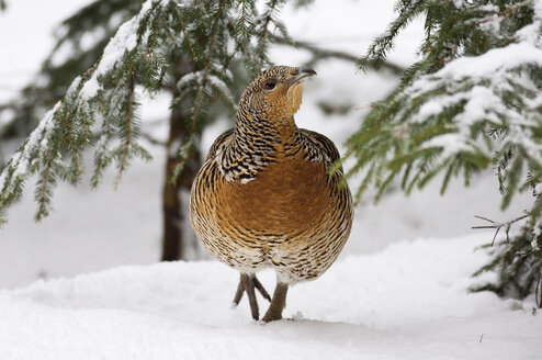 Capercaillie walking in snow - EKF00804