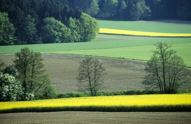 Germany, Bavaria, rape fields and forest - GNF00901