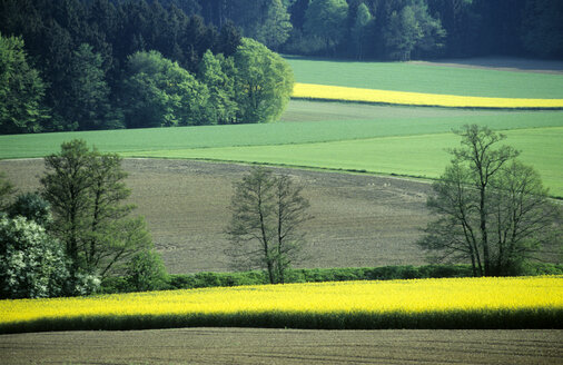 Deutschland, Bayern, Rapsfelder und Wald - GNF00901