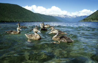 Neuseeland, Südinsel, Lake Rotoroa, Entenschwarm im Wasser - GNF00871