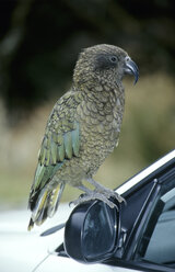 New Zealand, South Island, Side view of kea, animal portrait - GNF00868