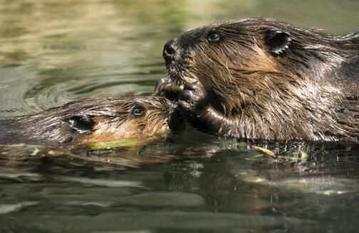 Beaver with pup, animal portrait - GNF00859