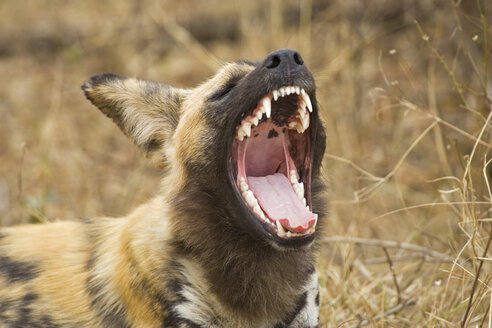 Südafrika, Krüger-Nationalpark, Afrikanische Wildhunde (Lycaon Pictus) - FOF00196