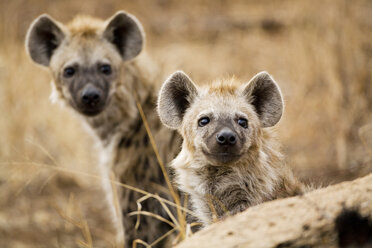 Südafrika, Krüger-Nationalpark, Tüpfelhyänen - FOF00182