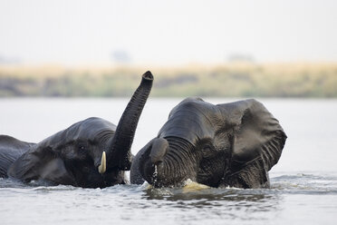 Afrika, Botsuana, Chobe-Nationalpark, Elefanten im Wasser - FOF00158