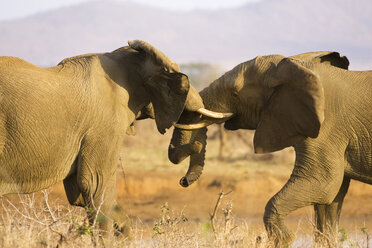 Südafrika, Krüger National Park, Elefanten kämpfen - FOF00150