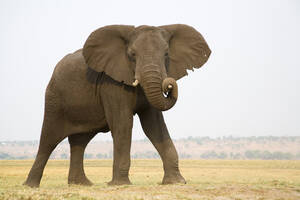 Africa, Botswana, Chobe National Park, Elefant - FOF00142