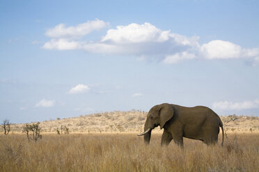 Südafrika, Krüger-Nationalpark, Elefant - FOF00136