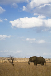 Südafrika, Krüger-Nationalpark, Elefant - FOF00135